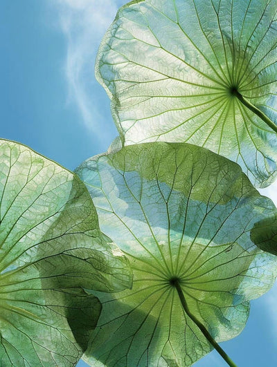 Your Skin Isn’t Bad It Is Just Dehydrated (Here is the Truth)